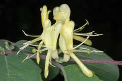 Lonicera quinquelocularis
